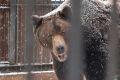 Турист из Москвы чудом выжил после нападения медведя в Туве