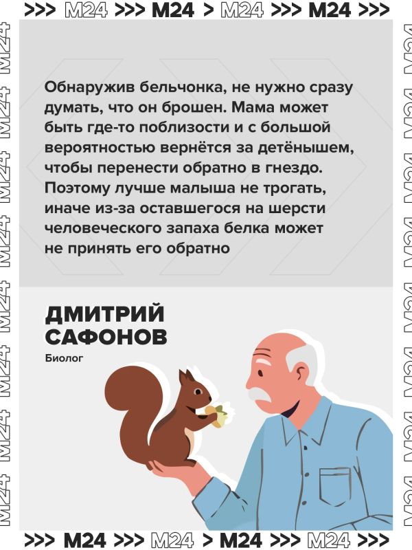 Москвичи всё чаще находят бельчонков, выпавших из гнёзд, в парках и во дворах Москвичи всё чаще находят бельчонков, выпавших из гнёзд, в парках и во дворах
