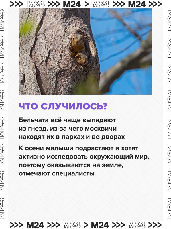 Москвичи всё чаще находят бельчонков, выпавших из гнёзд, в парках и во дворах Москвичи всё чаще находят бельчонков, выпавших из гнёзд, в парках и во дворах