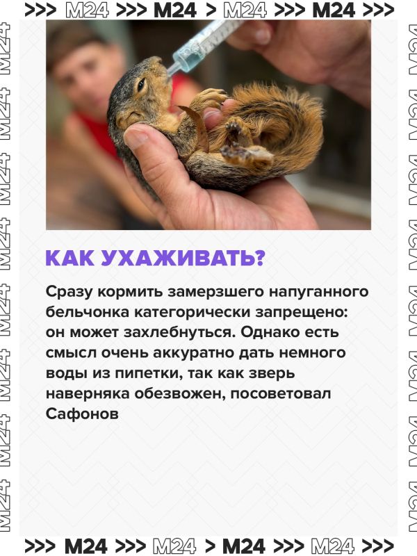 Москвичи всё чаще находят бельчонков, выпавших из гнёзд, в парках и во дворах Москвичи всё чаще находят бельчонков, выпавших из гнёзд, в парках и во дворах