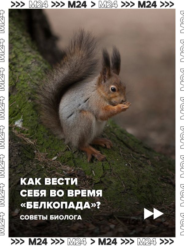 Москвичи всё чаще находят бельчонков, выпавших из гнёзд, в парках и во дворах