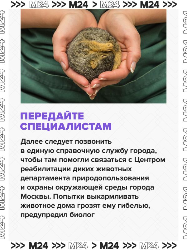 Москвичи всё чаще находят бельчонков, выпавших из гнёзд, в парках и во дворах Москвичи всё чаще находят бельчонков, выпавших из гнёзд, в парках и во дворах