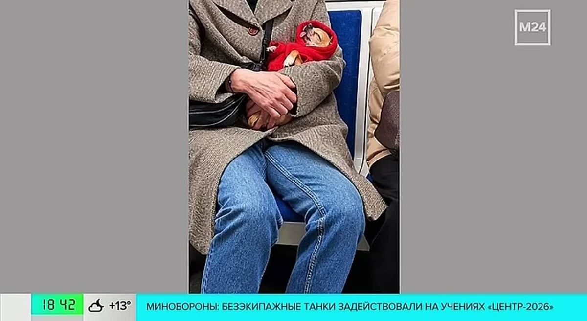 Пассажир дня найден. И ему совершенно всё равно, куда едет поезд