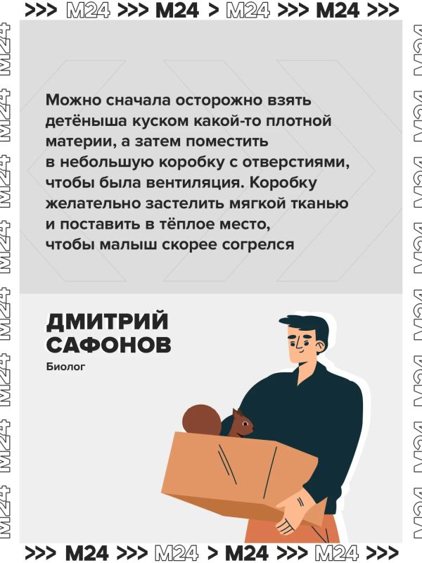 Москвичи всё чаще находят бельчонков, выпавших из гнёзд, в парках и во дворах Москвичи всё чаще находят бельчонков, выпавших из гнёзд, в парках и во дворах