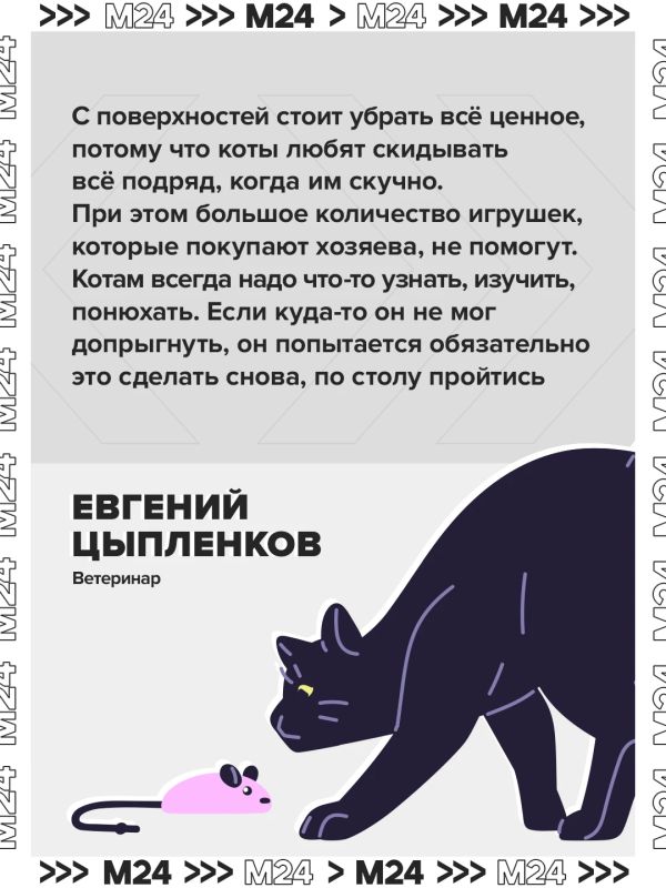 Кот мог включить плиту и спровоцировать взрыв в многоэтажном доме в Одинцове, рассказали в МЧС Кот мог включить плиту и спровоцировать взрыв в многоэтажном доме в Одинцове, рассказали в МЧС
