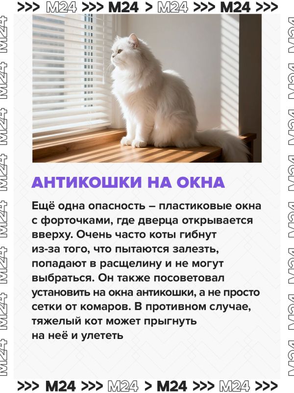 Кот мог включить плиту и спровоцировать взрыв в многоэтажном доме в Одинцове, рассказали в МЧС Кот мог включить плиту и спровоцировать взрыв в многоэтажном доме в Одинцове, рассказали в МЧС