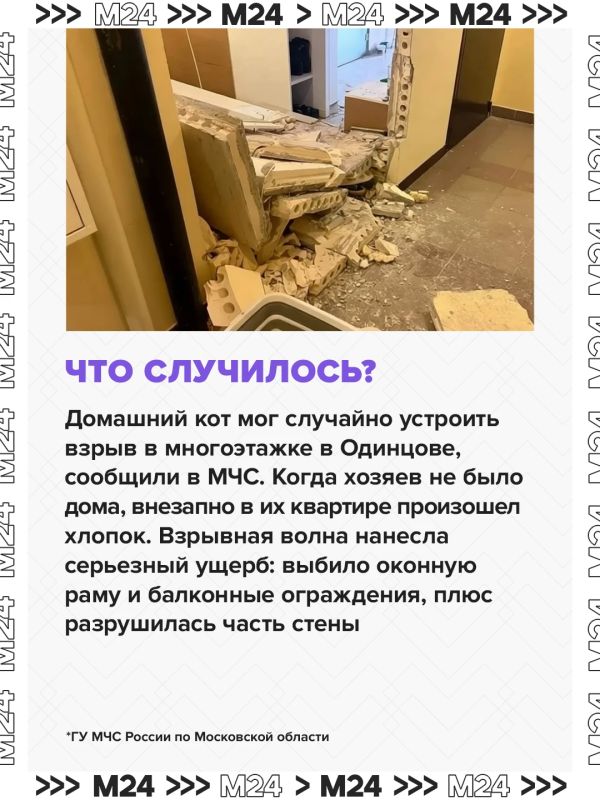 Кот мог включить плиту и спровоцировать взрыв в многоэтажном доме в Одинцове, рассказали в МЧС Кот мог включить плиту и спровоцировать взрыв в многоэтажном доме в Одинцове, рассказали в МЧС