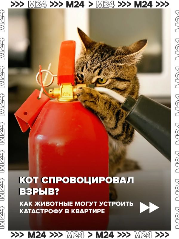 Кот мог включить плиту и спровоцировать взрыв в многоэтажном доме в Одинцове, рассказали в МЧС