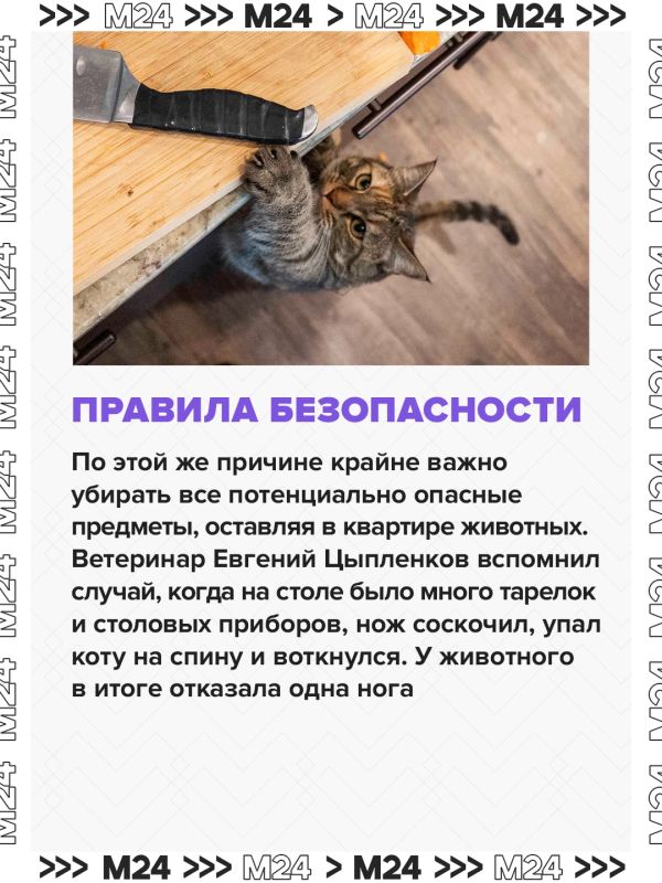 Кот мог включить плиту и спровоцировать взрыв в многоэтажном доме в Одинцове, рассказали в МЧС Кот мог включить плиту и спровоцировать взрыв в многоэтажном доме в Одинцове, рассказали в МЧС