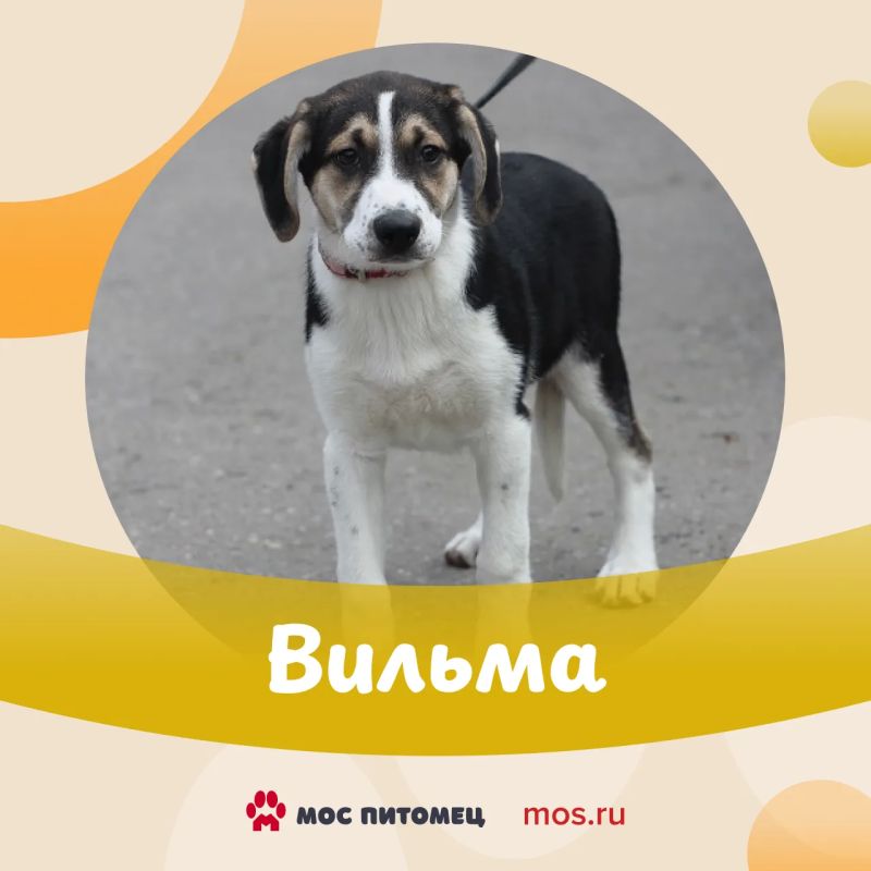 Спешим показать вам очаровательных щенков! Им всего по 3 месяца, и каждый малыш ждет своего человека Спешим показать вам очаровательных щенков! Им всего по 3 месяца, и каждый малыш ждет своего человека