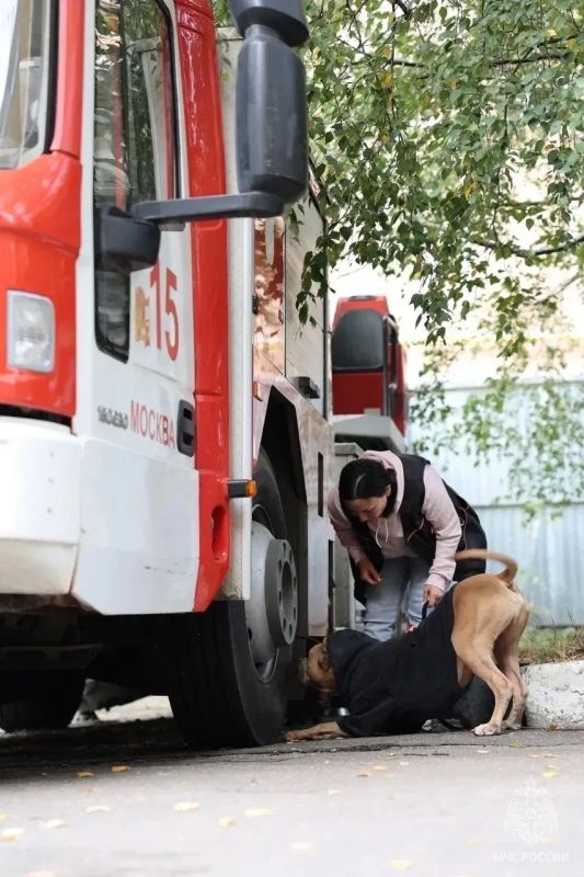 #БудниМЧС. На базе 15 пожарно-спасательной части Управления по ВАО ГУ МЧС России по г. Москве добровольные кинологи регулярно проводят тренировки вместе со своими четвероногими напарниками #БудниМЧС. На базе 15 пожарно-спасательной части Управления по ВАО ГУ МЧС России по г. Москве добровольные кинологи регулярно проводят тренировки вместе со своими четвероногими напарниками