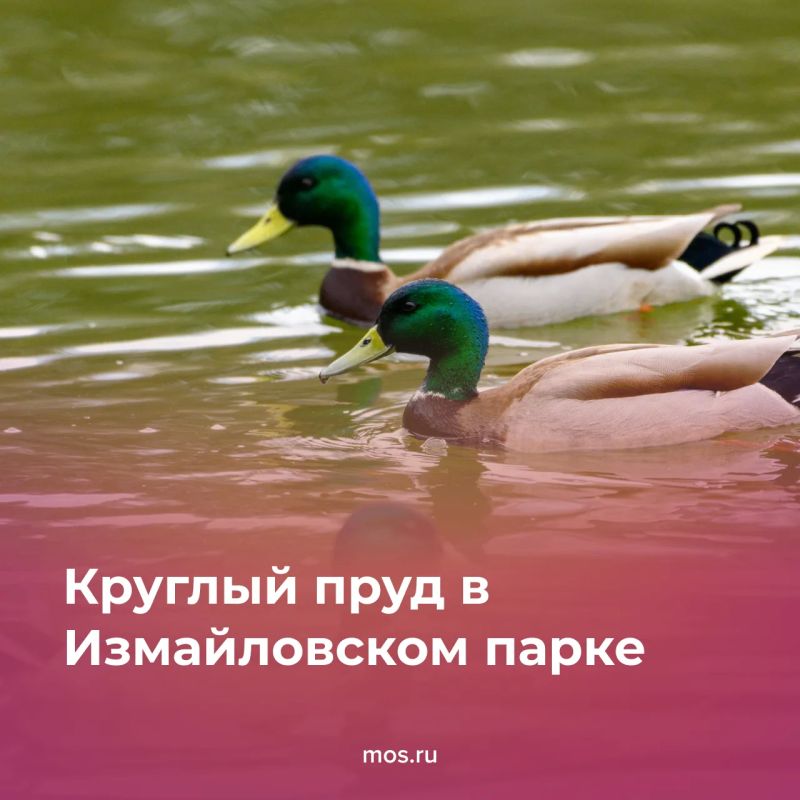 2026 год стал юбилейным сразу для нескольких столичных парков — «Сокольников», Измайловского, Фестивального и Лианозовского 2026 год стал юбилейным сразу для нескольких столичных парков — «Сокольников», Измайловского, Фестивального и Лианозовского