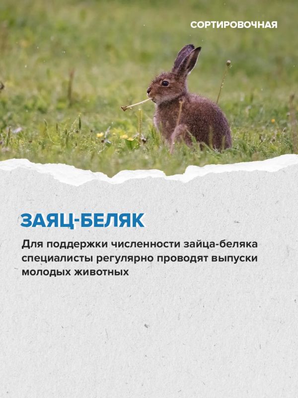 На территории московской части «Лосиного Острова» обитает 2635 видов животных На территории московской части «Лосиного Острова» обитает 2635 видов животных