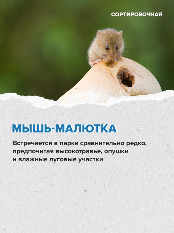 На территории московской части «Лосиного Острова» обитает 2635 видов животных На территории московской части «Лосиного Острова» обитает 2635 видов животных
