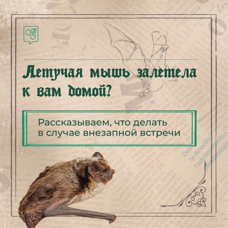 Что делать, если в квартиру залетела летучая мышь?