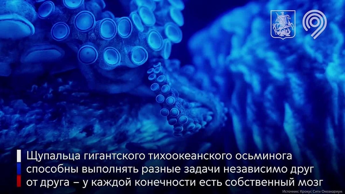 Чем любит заниматься панда Катюша?