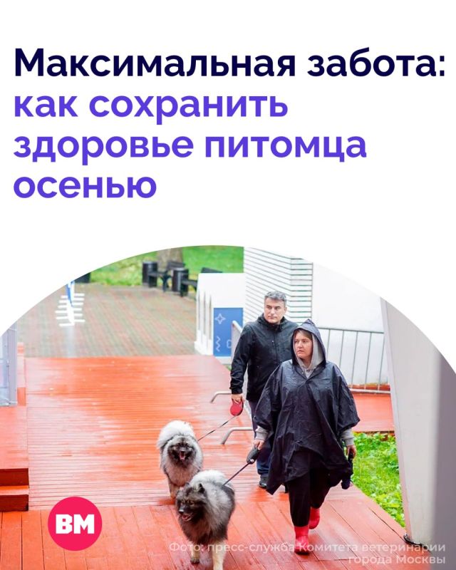 С наступлением холодов наши четвероногие друзья становятся более уязвимыми к различным заболеваниям