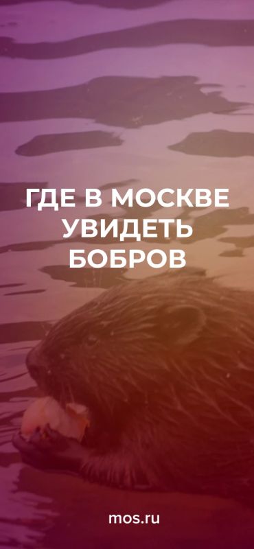 Сегодня Международный день бобра! Рассказываем, где увидеть этого грызуна в Москве и почему он строит плотины