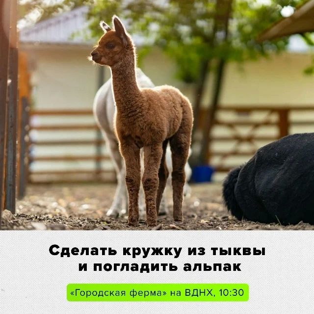 Устраиваем себе добровольные эмоциональные качели: сначала гладим животных на ферме, а потом трясемся от страха в кино Устраиваем себе добровольные эмоциональные качели: сначала гладим животных на ферме, а потом трясемся от страха в кино