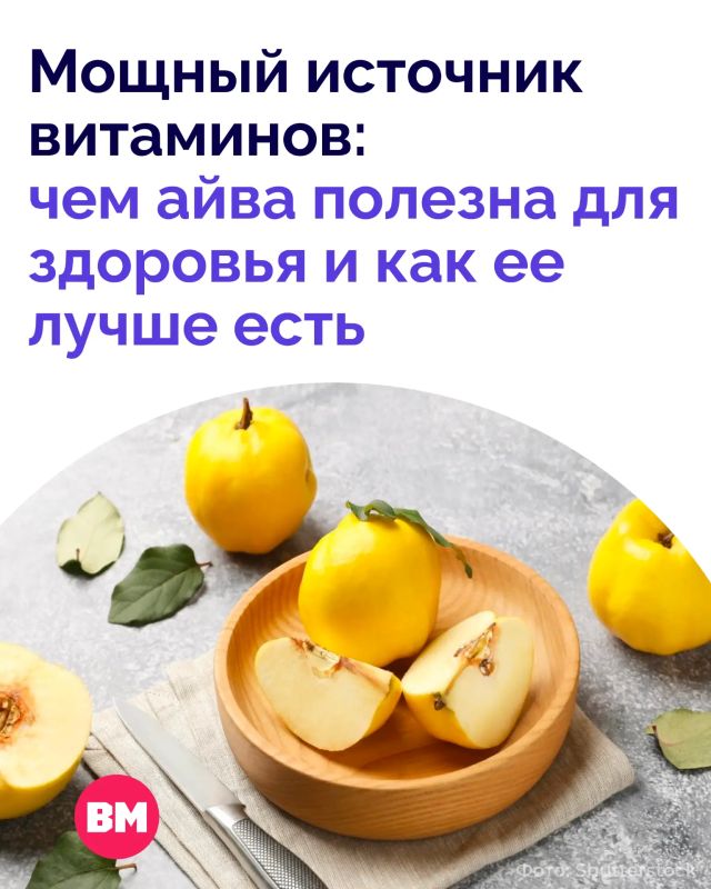 Сезон айвы открыт! Чем полезен этот осенний фрукт и кому стоит быть с ним осторожнее?