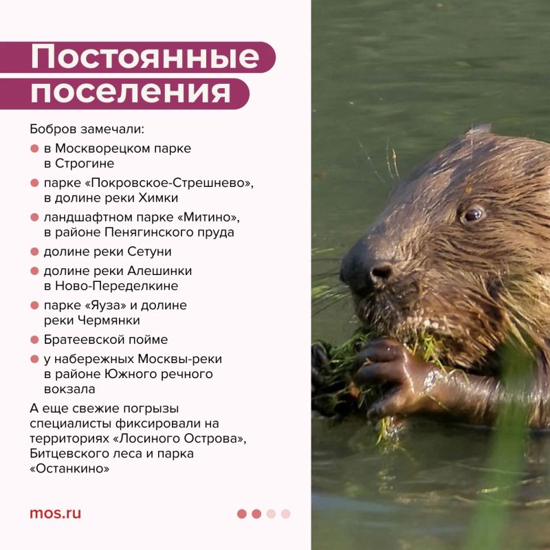 Сегодня Международный день бобра! Рассказываем, где увидеть этого грызуна в Москве и почему он строит плотины Сегодня Международный день бобра! Рассказываем, где увидеть этого грызуна в Москве и почему он строит плотины