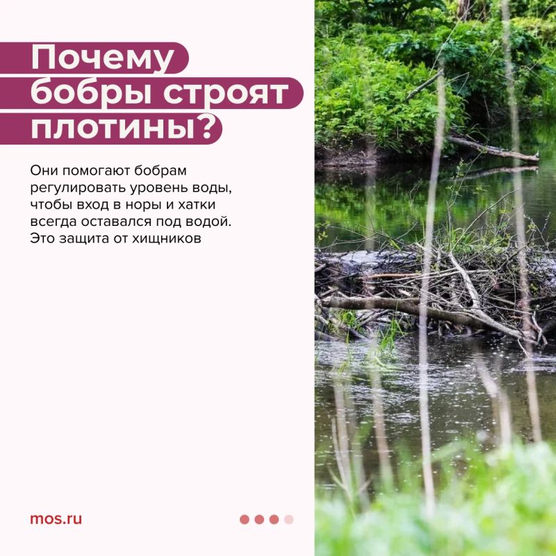 Сегодня Международный день бобра! Рассказываем, где увидеть этого грызуна в Москве и почему он строит плотины Сегодня Международный день бобра! Рассказываем, где увидеть этого грызуна в Москве и почему он строит плотины