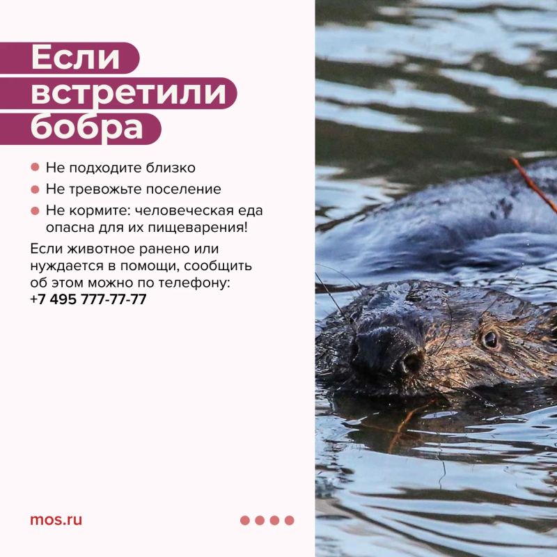 Сегодня Международный день бобра! Рассказываем, где увидеть этого грызуна в Москве и почему он строит плотины Сегодня Международный день бобра! Рассказываем, где увидеть этого грызуна в Москве и почему он строит плотины