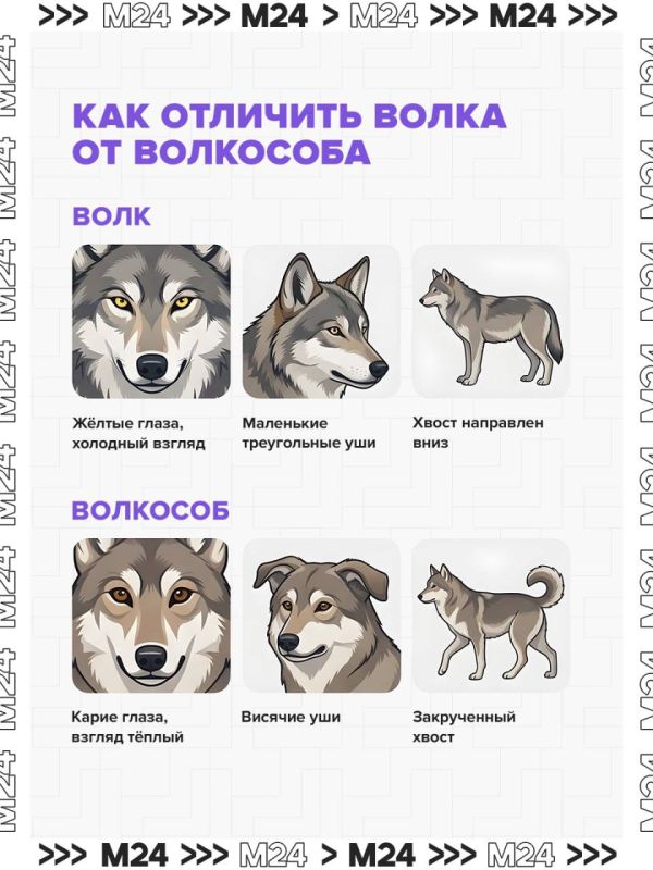В Комитете лесного хозяйства Московской области успокаивают: резкого роста численности волков не зафиксировано