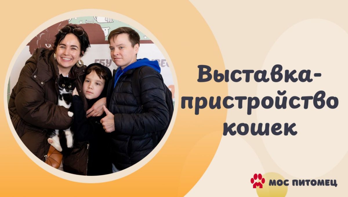 Чего-то не хватает? Заведите кота! 24 октября пройдет выставка-пристройство кошек из городских приютов в Зеленограде
