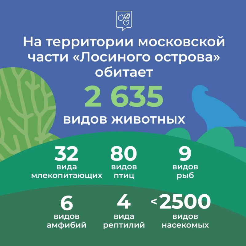 Лоси, бобры и куницы: кто обитает в московской части «Лосиного Острова»