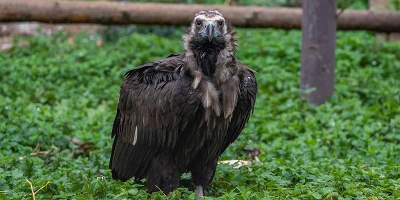 В Московском зоопарке поселились три редких вида хищных птиц