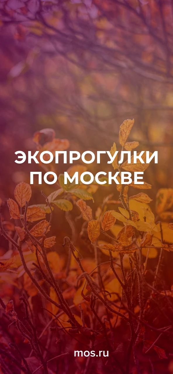 Увидеть плотины бобров, узнать о кряквах и научиться отличать птиц по поведению и строению лап можно на экопрогулках