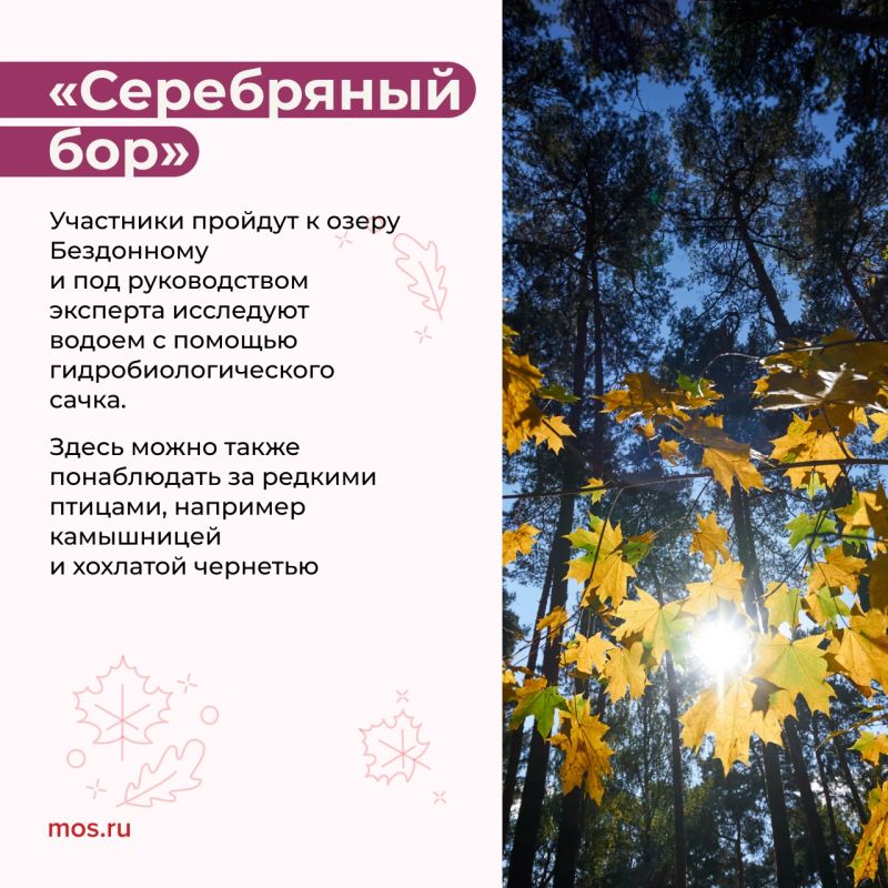 Увидеть плотины бобров, узнать о кряквах и научиться отличать птиц по поведению и строению лап можно на экопрогулках Увидеть плотины бобров, узнать о кряквах и научиться отличать птиц по поведению и строению лап можно на экопрогулках