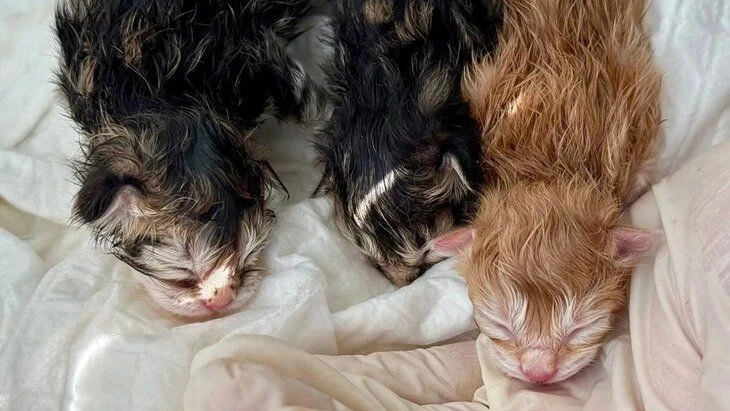 Специалисты Тушинской ветклиники помогли кошке с затяжными родами, которые длились больше суток, сообщили в «Мосветобъединении»