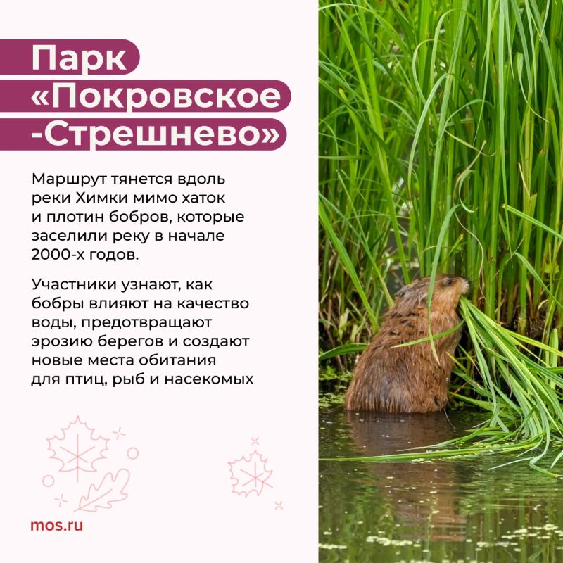 Увидеть плотины бобров, узнать о кряквах и научиться отличать птиц по поведению и строению лап можно на экопрогулках Увидеть плотины бобров, узнать о кряквах и научиться отличать птиц по поведению и строению лап можно на экопрогулках