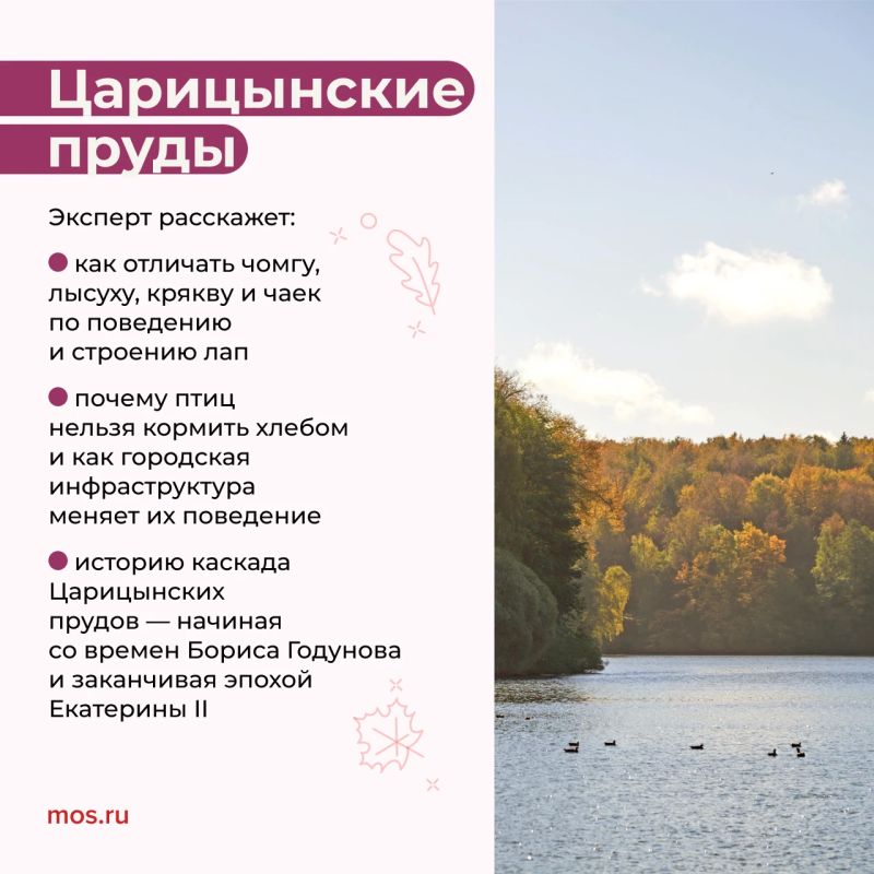 Увидеть плотины бобров, узнать о кряквах и научиться отличать птиц по поведению и строению лап можно на экопрогулках Увидеть плотины бобров, узнать о кряквах и научиться отличать птиц по поведению и строению лап можно на экопрогулках