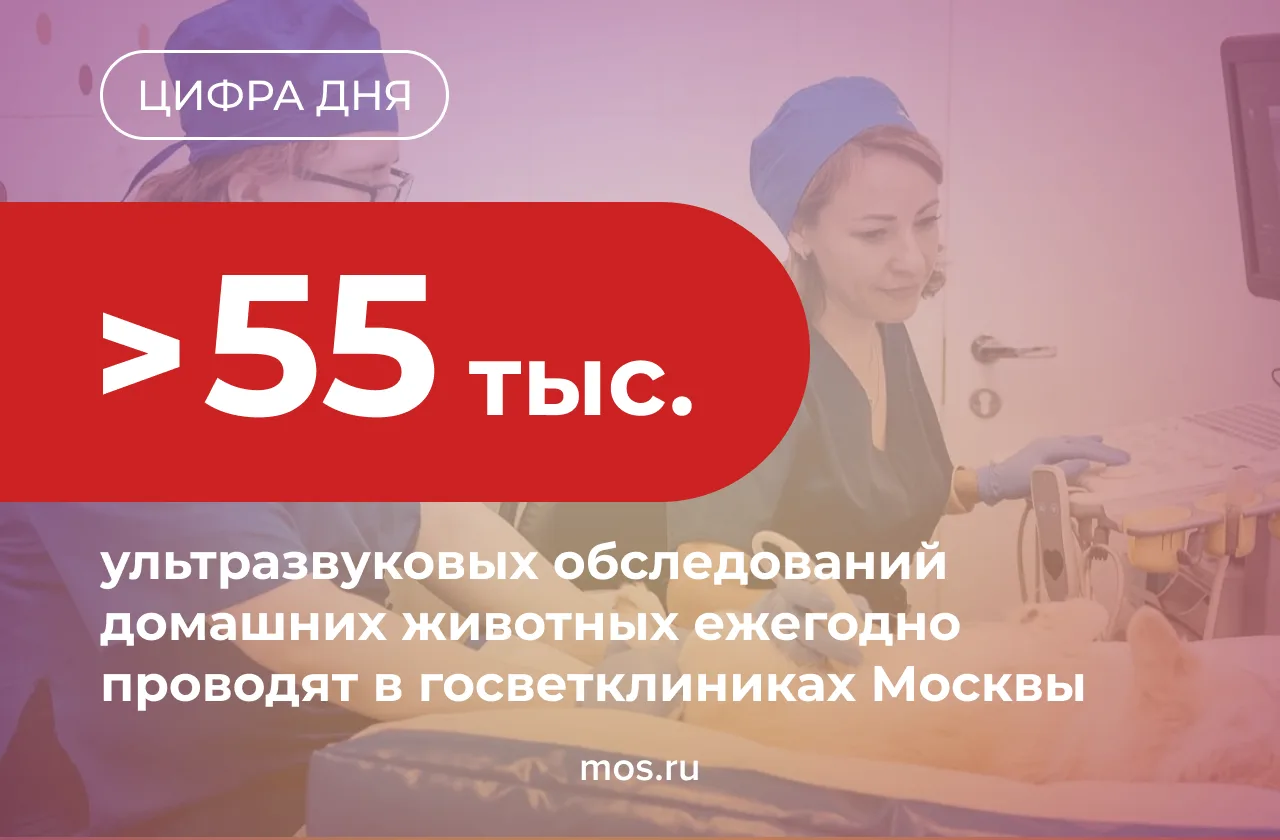 УЗИ — один из основных и важных способов диагностики и профилактики болезней домашних питомцев