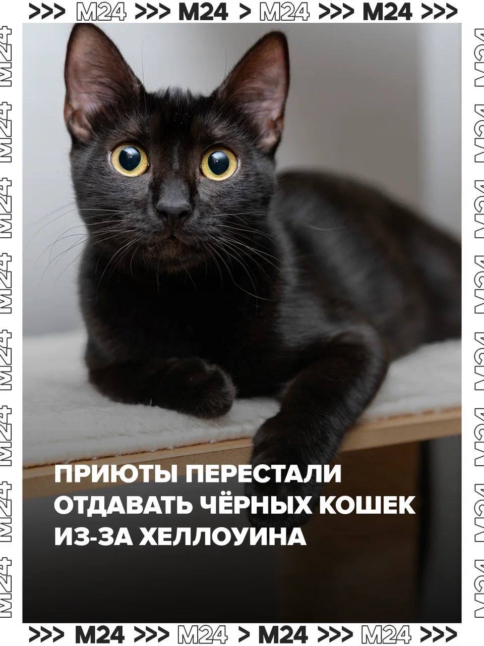 Приюты временно перестали отдавать чёрных котов новым хозяевам в преддверии Хеллоуина